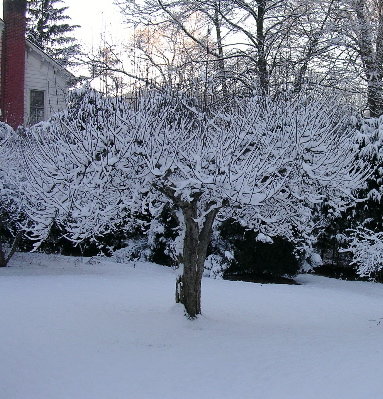 apple-tree-in-snow.jpg