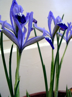 clairette-iris.jpg