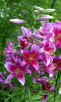 dark-pink-lilies-807.jpg