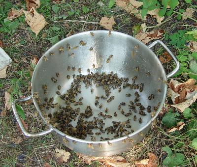 10-bees-cleaning-kettle-07.jpg