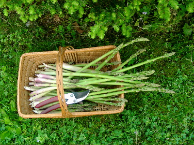 asparagus-07.jpg