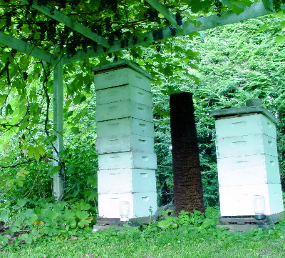 hives-and-grapes-07.jpg