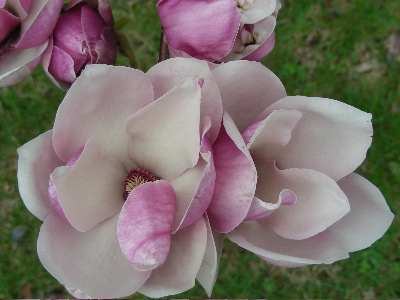 magnolia-07.jpg