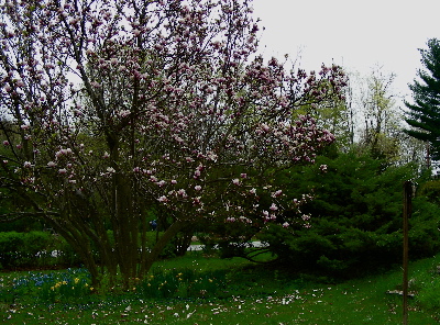 magnolia-bill-in-back.jpg
