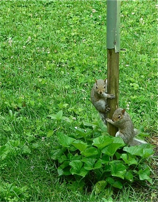 baby squirrels at birdfeeder