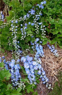 delphiniums bite the dust ( or straw)