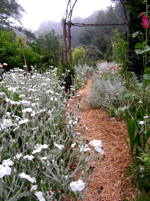 silver leafed plants, resisting drought