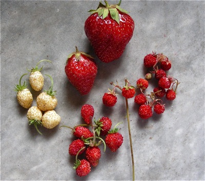 assorted strawberries, compared for size