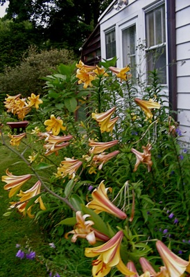 Golden Splendor trumpet lilies