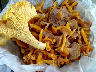 cantharellus cibarius on left, atop a pile of Cantharellus ignicolor 