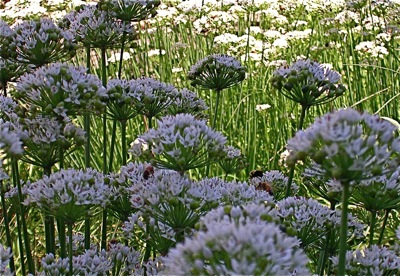 garlic chives in flower with bees
