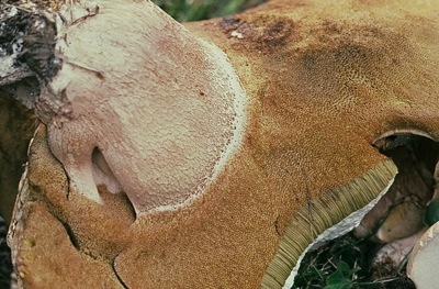  The stem and pores of a mature porcino. Note the raised reticulum on the stem.