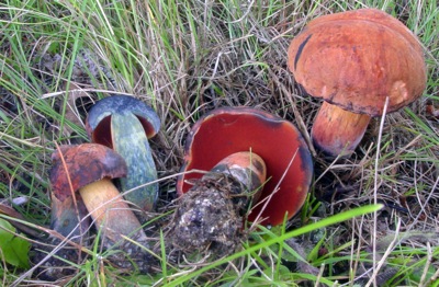  Boletus subvelutipes. Note red tube mouths and the instant dark blue staining of this toxic mushroom.