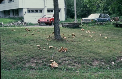 A yard full of Porcini from one tree