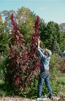 Giant Red Amaranth, about 9 feet tall in September