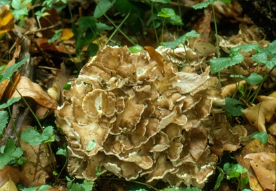 Frondosus often resembles a pile of leaves