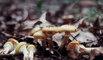 Armillaria mellea, The Honey Mushroom, yellow form