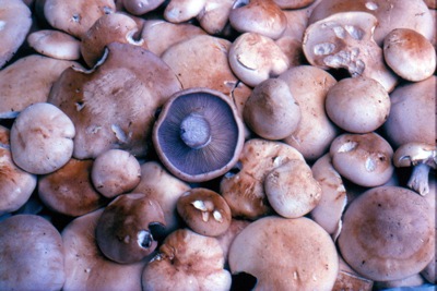 Blewits are ideal comestibles. They clean easily, store well, and taste great