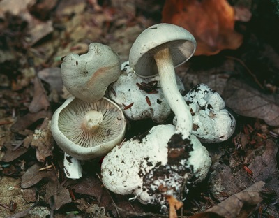 Entoloma abortivum, normal and aborted form