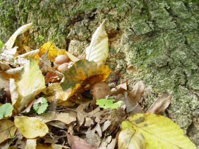 Honeys hiding in the leaves