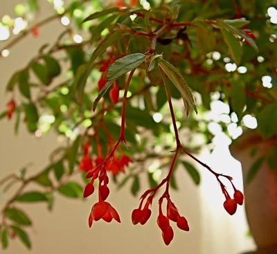begonia fuchsioides in red. It also comes in pink.
