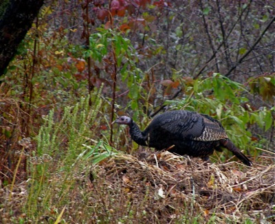 * Wild turkeys are back, big time, although not yet back on the table