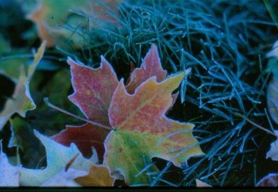 Light frost on Maple Leaves