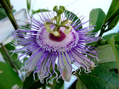 Passiflora incarnata, aka Maypop