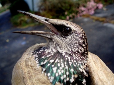 immature starling, bound for freedom
