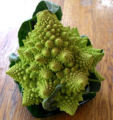 Typical head of Romanesco, @ 9 inches tall and maybe 7 inches wide