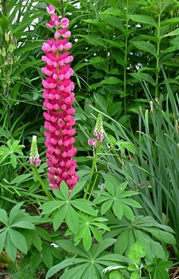 lupine 'Morello Cherry,' in front of phlox, beside garlic chives