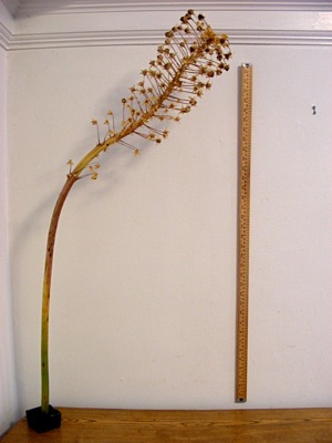 dried flower stem (and yardstick)