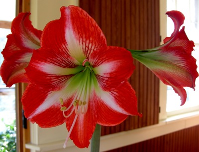 Amaryllis reblooming; this one is about 5 years old.