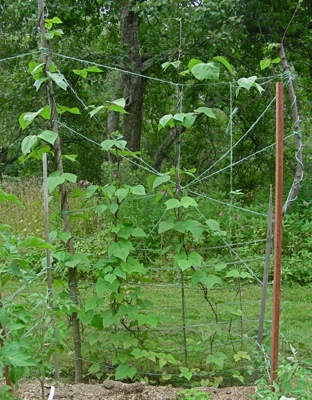 string and sapling trellis (please ignore oak post in foreground)