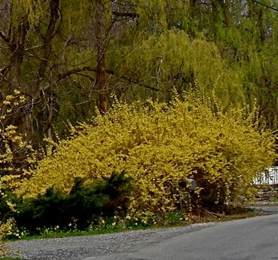 Forsythia in thicket mode