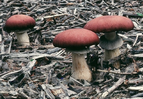 Consider planting Stropharia rugusoannulata in your garden this spring.