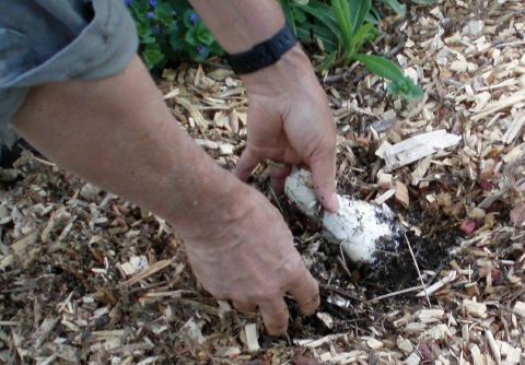 If you already have your paths in place try inserting stem butts or mycelium right into the established path. 