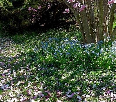 Virginia bluebells (Mertensia virginica) under the Magnolia x soulangiana  already dropping its fat pink petals