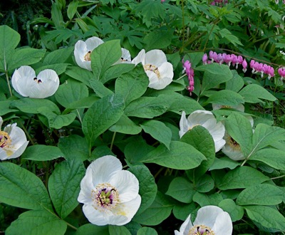  Paeonia japonica ( which will hide the empty bleeding heart space, come midsummer.)
