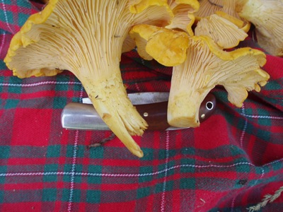 leslie land chanterelles-pinched-and-cut
