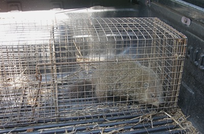young groundhog in live trap, about to take a trip