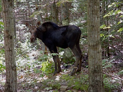 Baby bull moose.