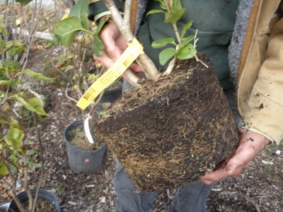 These roots are crowded but not too crowded. As soon as they get loosened and planted they’ll start moving on out.  