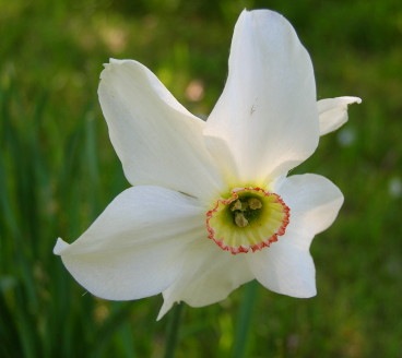 a poeticus narcissus, probably 'Pheasant's Eye'