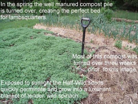 turning a compost bed