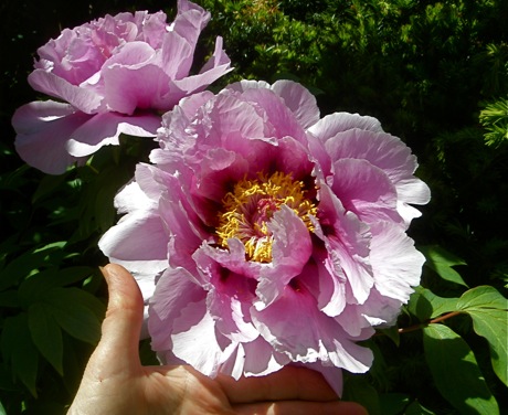 hand used to show size of tree peony flower