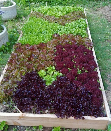 assorted lettuce varieties