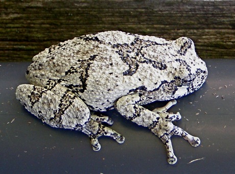 Hyla versicolor, grey tree frog