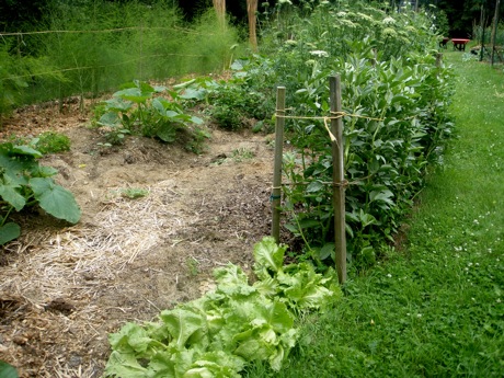 garden bed with lettuce, peas and squash