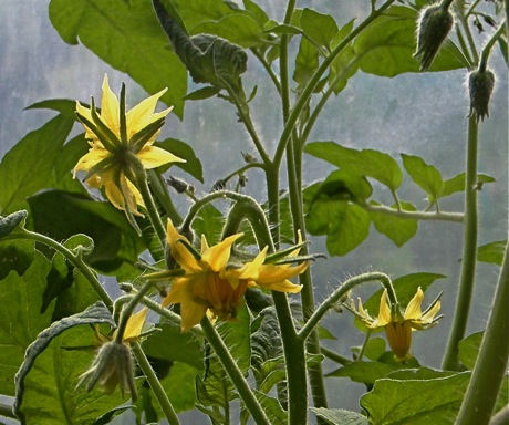 flower of brandyine tomato